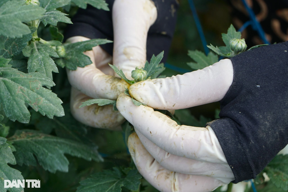 "Làm cả năm chỉ trông chờ vào vụ Tết, thời tiết nắng ấm kéo dài sẽ khiến hoa nở sớm, không đúng thời vụ. Vì vậy chúng tôi phải thường xuyên theo dõi thời tiết để biết cách khắc phục và chăm sóc cho hoa nở đúng vụ", ông Lê Văn Biên, người dân phường Đông Cương, cho hay.