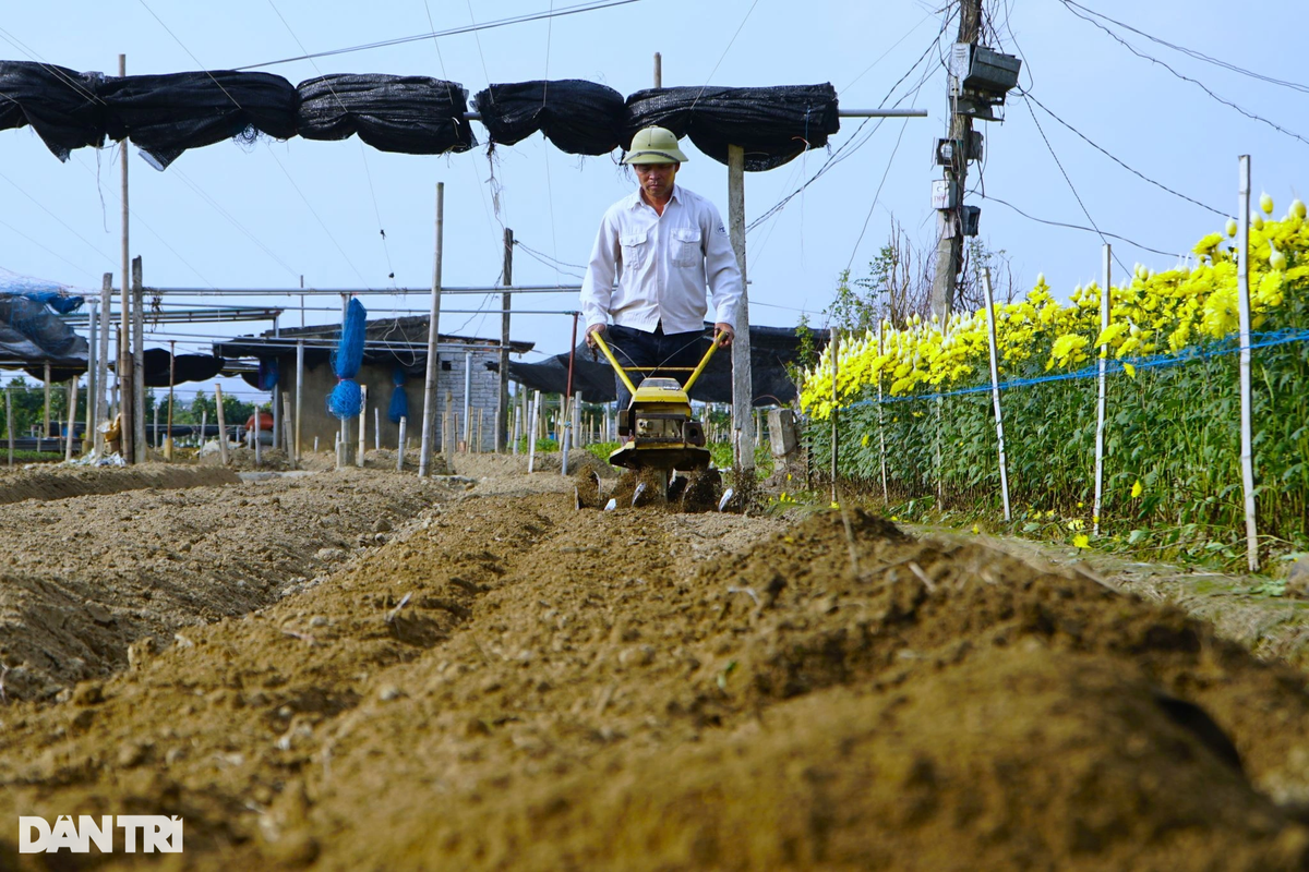 Ngoài trồng hoa phục vụ dịp tết Nguyên đán, người dân làng hoa Đông Cương còn tranh thủ thời gian làm đất, trồng thêm lứa hoa mới chuẩn bị cho dịp đầu năm. "Đầu năm nhiều người dân đi lễ, hội nên chúng tôi phải trồng xen kẽ. Thu hoạch xong lứa này, sẽ có lứa khác để phục vụ người dân dịp đầu năm. Nhìn chung năm nay hoa được mùa, nhưng giá thành không cao như mọi năm", ông Biên chia sẻ.