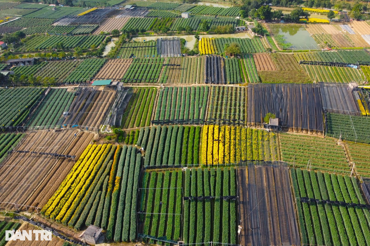 Làng hoa Đông Cương là nơi trồng hoa lớn nhất tỉnh Thanh Hóa với hơn 100ha. Người dân nơi đây chủ yếu trồng hoa cúc, hoa hồng phục vụ thị trường trong tỉnh và một số tỉnh phía Bắc.