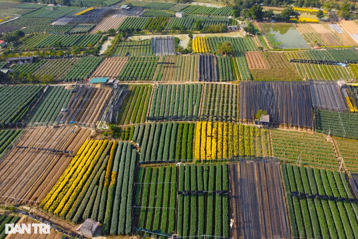 Làng hoa Đông Cương là nơi trồng hoa lớn nhất tỉnh Thanh Hóa với hơn 100ha. Người dân nơi đây chủ yếu trồng hoa cúc, hoa hồng phục vụ thị trường trong tỉnh và một số tỉnh phía Bắc.