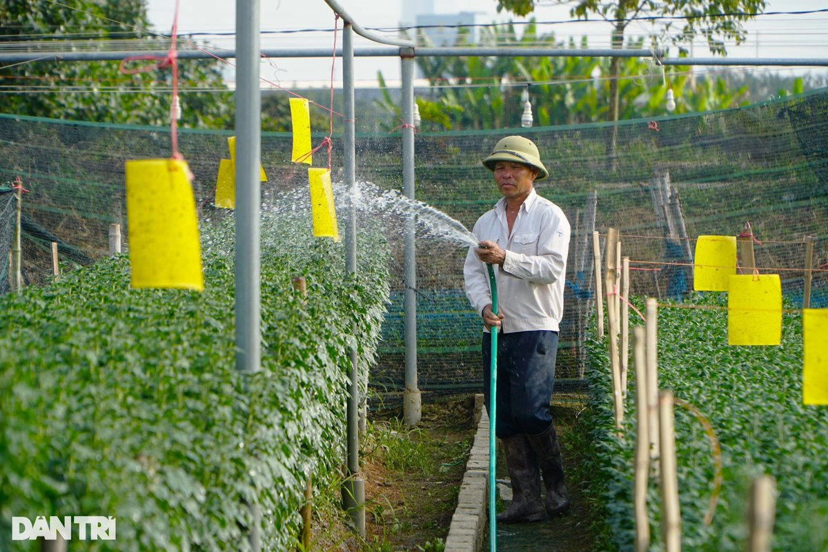 Để phục vụ thị trường tết Nguyên đán Giáp Thìn 2024, gia đình ông Biên trồng hơn 3 vạn hoa cúc.