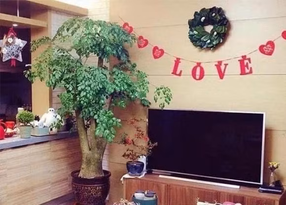 Trong 3 loai cay nay canh tivi se mang lai may man-Hinh-2