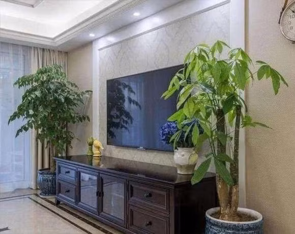 Trong 3 loai cay nay canh tivi se mang lai may man