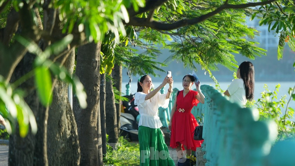 Hoa phượng, hoa bằng lăng cùng hàng lan can quanh Hồ Tây luôn được nhiều người lựa chọn làm bối cảnh chụp ảnh.