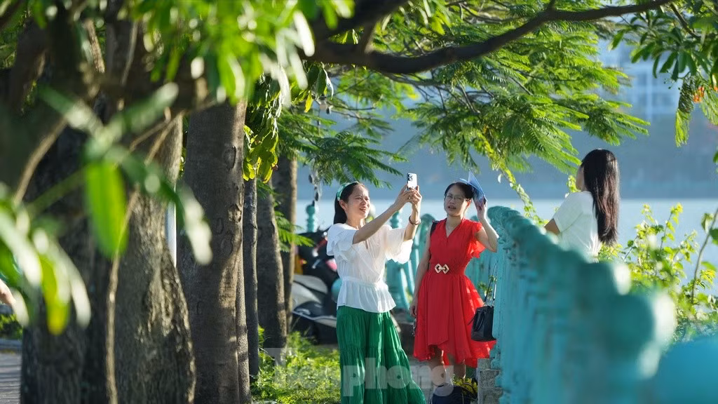 Hoa phượng, hoa bằng lăng cùng hàng lan can quanh Hồ Tây luôn được nhiều người lựa chọn làm bối cảnh chụp ảnh.