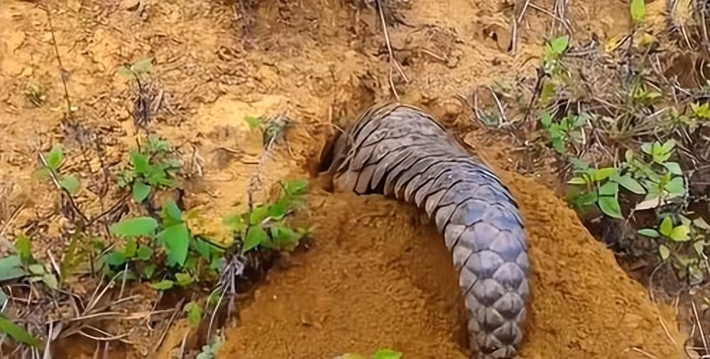 Di trong khoai, nguoi dan ong thay canh tuong la lien roi di