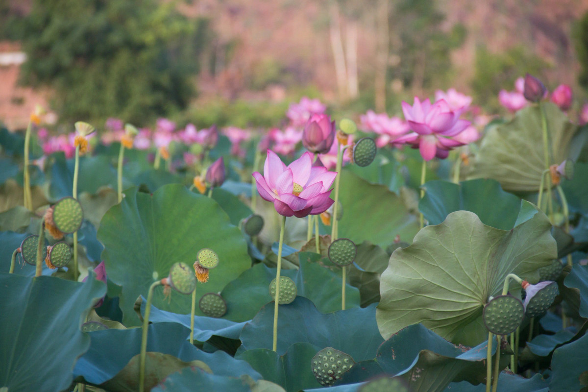 Anh Phan Văn Ánh, người dân xã Duy Sơn cho hay, mỗi mùa gia đình anh thu hoạch hơn 1 tấn hạt sen, mang lại doanh thu từ 60-70 triệu đồng. Việc trồng sen được người dân đánh giá có phần nhàn rỗi hơn so với các loại hình nông nghiệp khác.