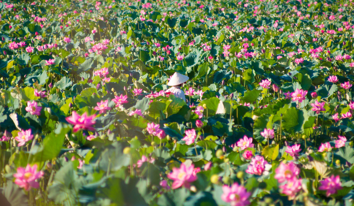 Đồng sen Trà Lý đã hình thành hơn 30 năm qua và mang lại hiệu quả kinh tế tốt cho cư dân địa phương với các sản phẩm từ cây sen.