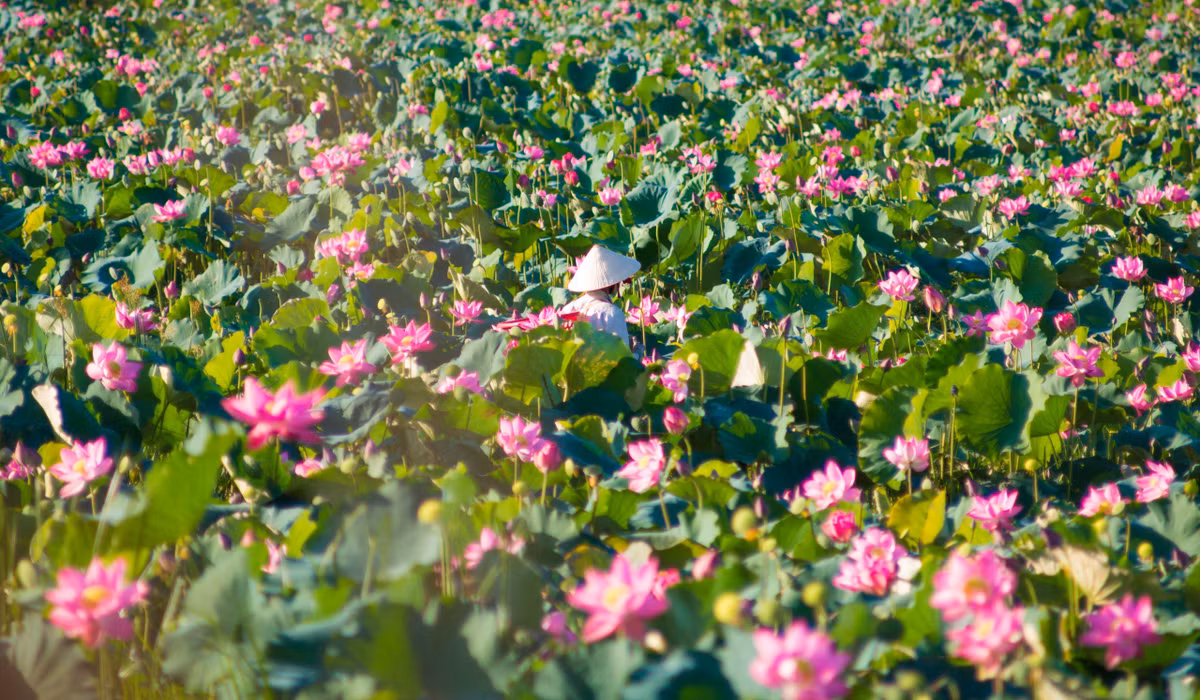 Đồng sen Trà Lý đã hình thành hơn 30 năm qua và mang lại hiệu quả kinh tế tốt cho cư dân địa phương với các sản phẩm từ cây sen.