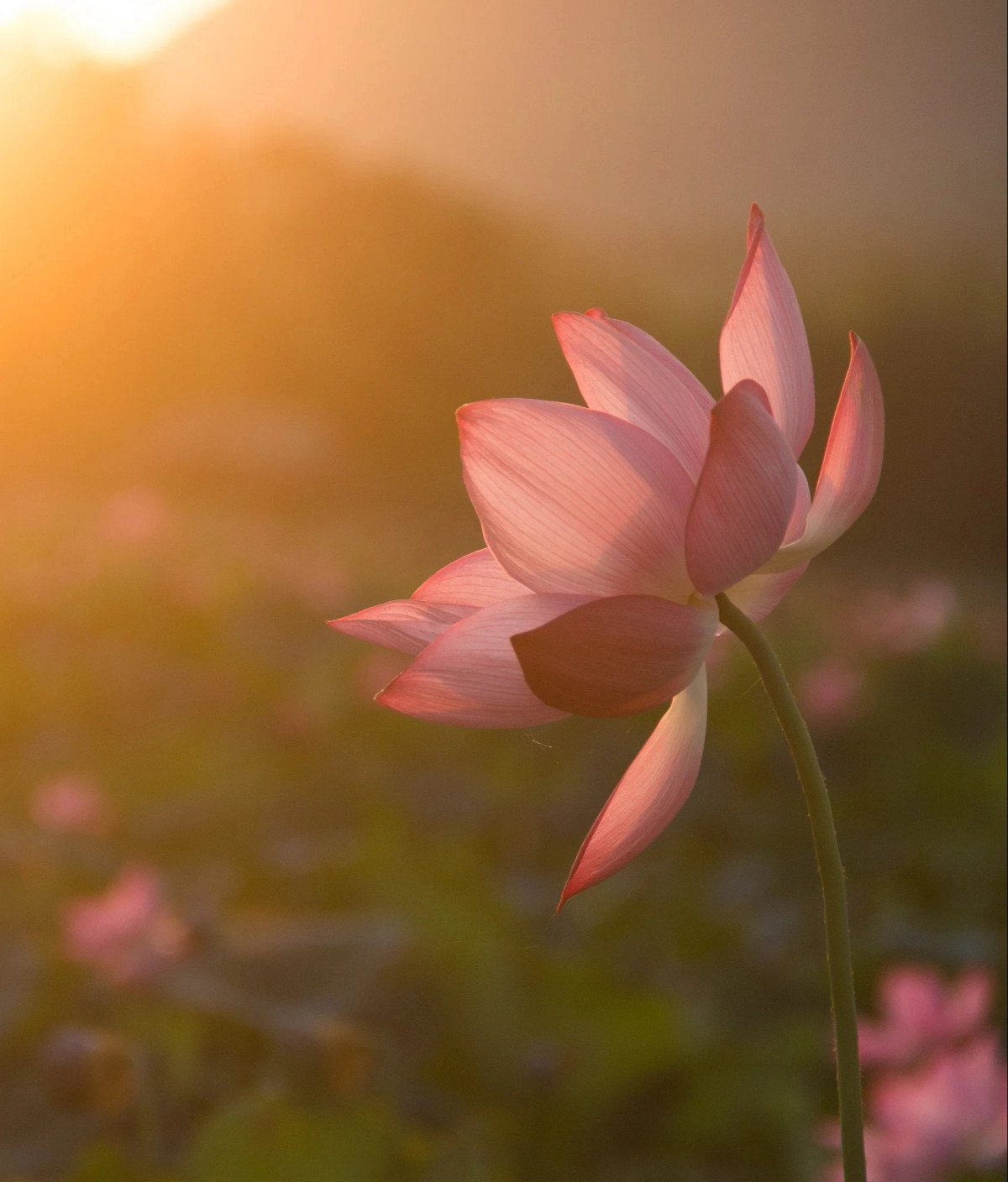 Sắc màu rực rỡ của hoa sen khi vào độ thu hoạch.