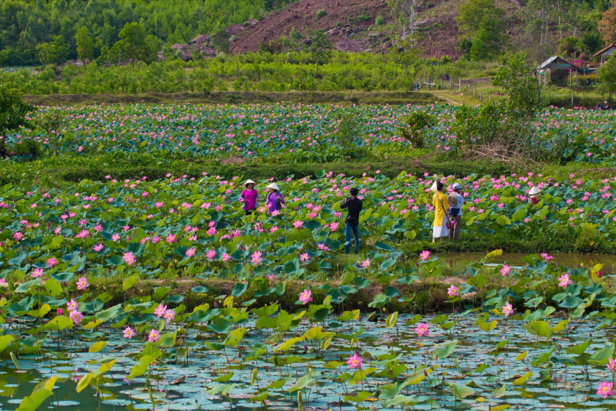 Mỗi ngày có đến hàng trăm du khách đến để thưởng ngoạn vẻ đẹp bao la của đầm sen.