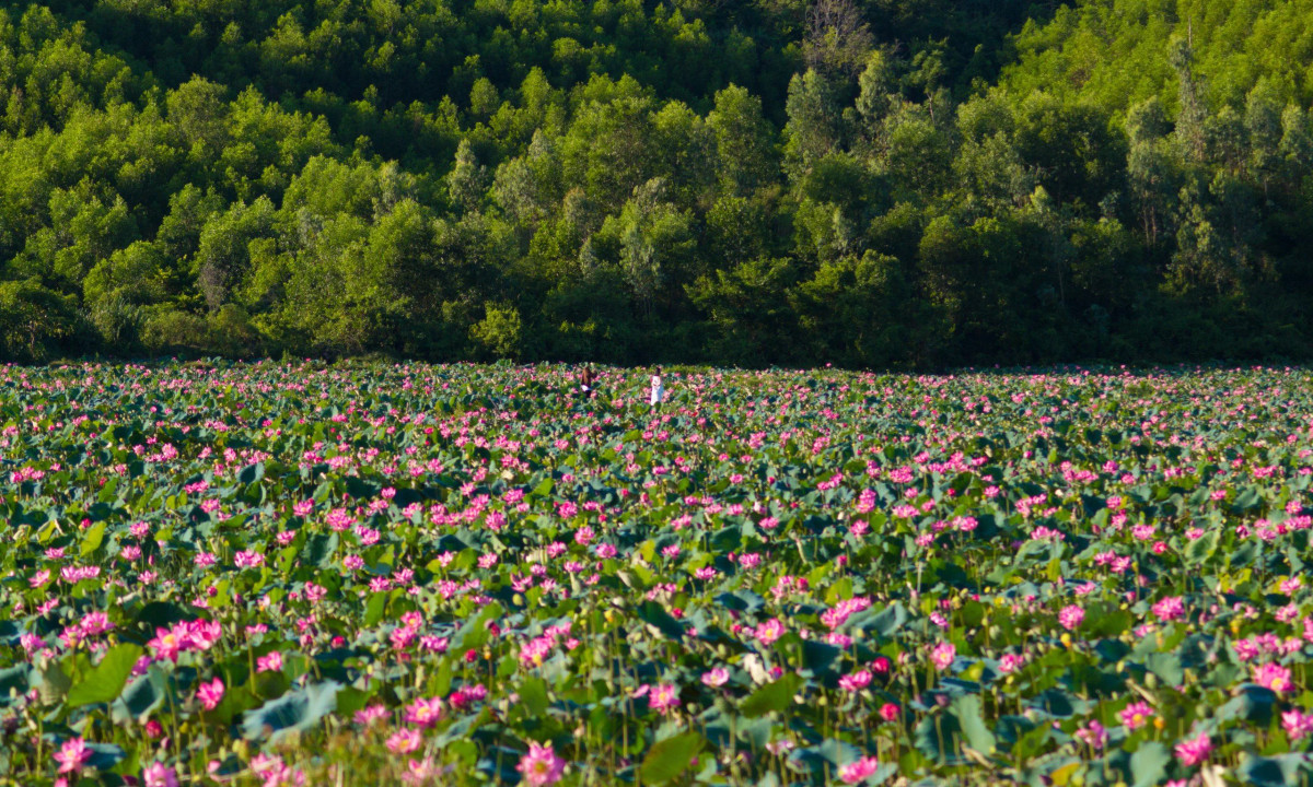 Đồng sen Trà Lý có diện tích khoảng 35ha, mùa sen ở đây kéo dài khoảng từ tháng 5 đến tháng 8 dương lịch và thời điểm nở rộ đẹp nhất là độ tháng 6.