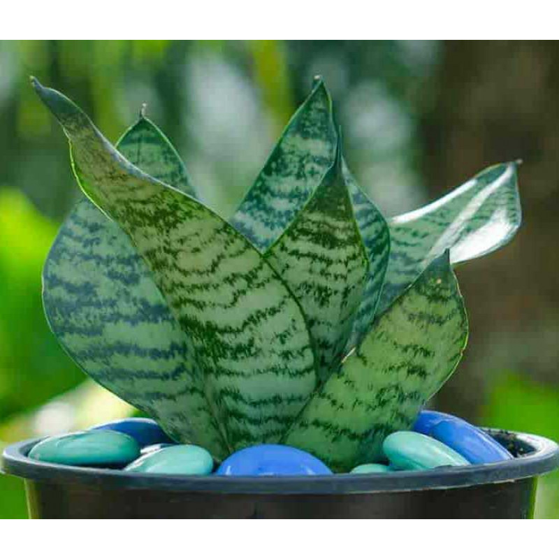  Người kỵ cây lưỡi hổ xanh: Xét về ngũ hành tương sinh tương khắc thì cây lưỡi hổ xanh là loại cây được khá nhiều người yêu thích. Cây không có phần viền vàng ở bên ngoài mà toàn bộ lá là màu xanh, có các đường vân sáng màu. 