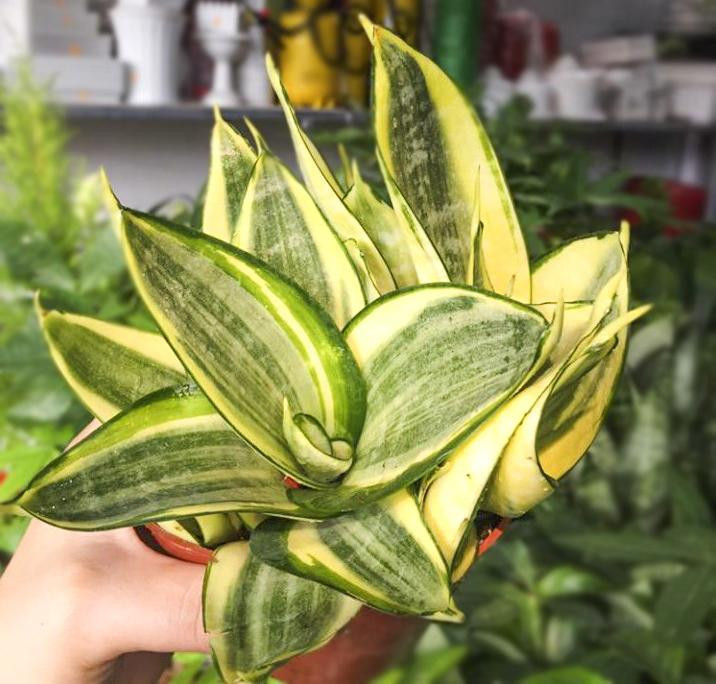  Theo các chuyên gia phong thủy, cây lưỡi hổ vàng mang tính Thổ. Theo thuyết ngũ hành, mệnh Thổ khắc với Hỏa và Thủy. Vì vậy, cây lưỡi hổ vàng sẽ không thích hợp với người thuộc hai mệnh này. Các năm sinh thuộc mệnh Thủy và Hỏa gồm: Bính Ngọ (1966), Đinh Mùi (1967), Giáp Dần (1974), Ất Mão (1975), Nhâm Tuất (1982), Đinh Sửu (1997)... 