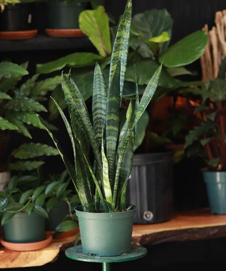 Một số năm sinh có cung mệnh thuộc Mộc và Thổ là Canh Tý (1960), Tân Sửu (1961), Mậu Thân (1968), Kỷ Dậu (1969), Bính Thìn (1976), Đinh Tỵ (1977), Canh Ngọ (1990), Tân Mùi (1991), Mậu Dần (1998), Kỷ Mão (1999)...