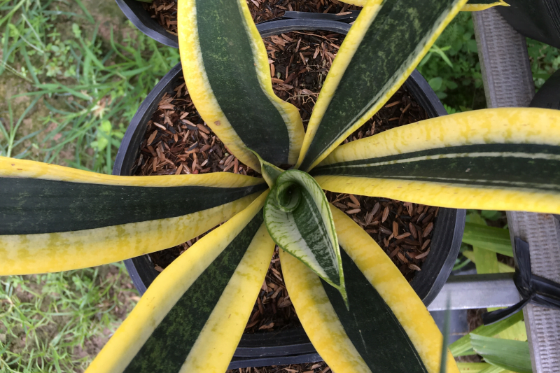  Theo phong thủy, loại cây này được đánh giá mang thuộc tính Thổ. Trong ngũ hành, Thổ khắc Thủy và Hỏa. Do đó, cây lưỡi hổ viền vàng sẽ không thích hợp với người thuộc hai cung mệnh trên.