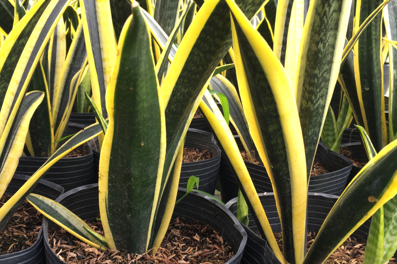 Năm sinh thuộc cung mệnh Thủy và Hỏa gồm: Đinh Dậu (1957), Giáp Thìn (1964), Bính Dần (1986), Đinh Mão (1987), Giáp Tuất (1994), Ất Hợi (1995)... *Thông tin mang tính chất tham khảo, chiêm nghiệm