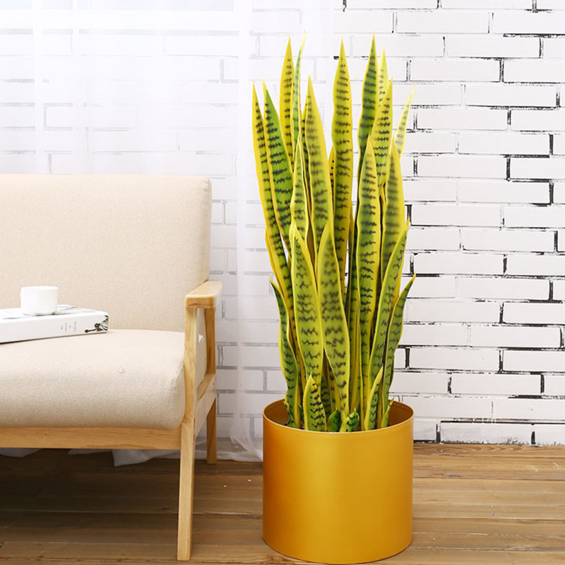  Người kỵ trồng cây lưỡi hổ vàng: Xét về ngũ hành cây lưỡi hổ vàng có màu sắc nổi bật. Lá có màu vàng là chủ đạo, được điểm xuyến bằng các dải màu xanh đậm nhạt xen kẽ. 