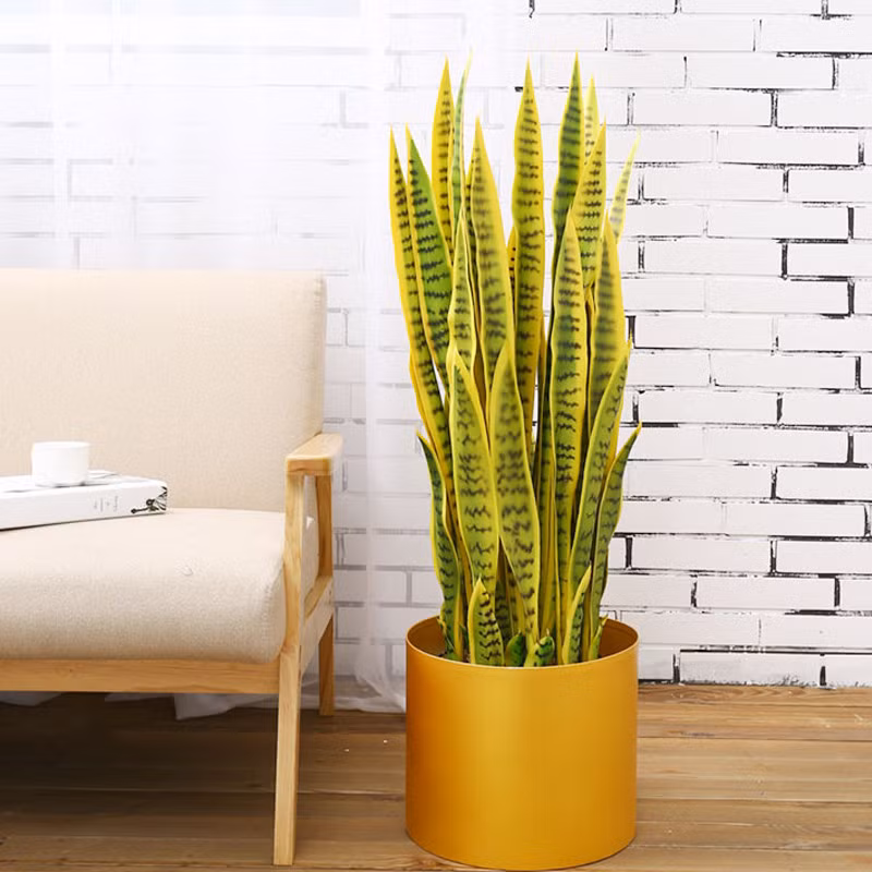  Người kỵ trồng cây lưỡi hổ vàng: Xét về ngũ hành cây lưỡi hổ vàng có màu sắc nổi bật. Lá có màu vàng là chủ đạo, được điểm xuyến bằng các dải màu xanh đậm nhạt xen kẽ. 