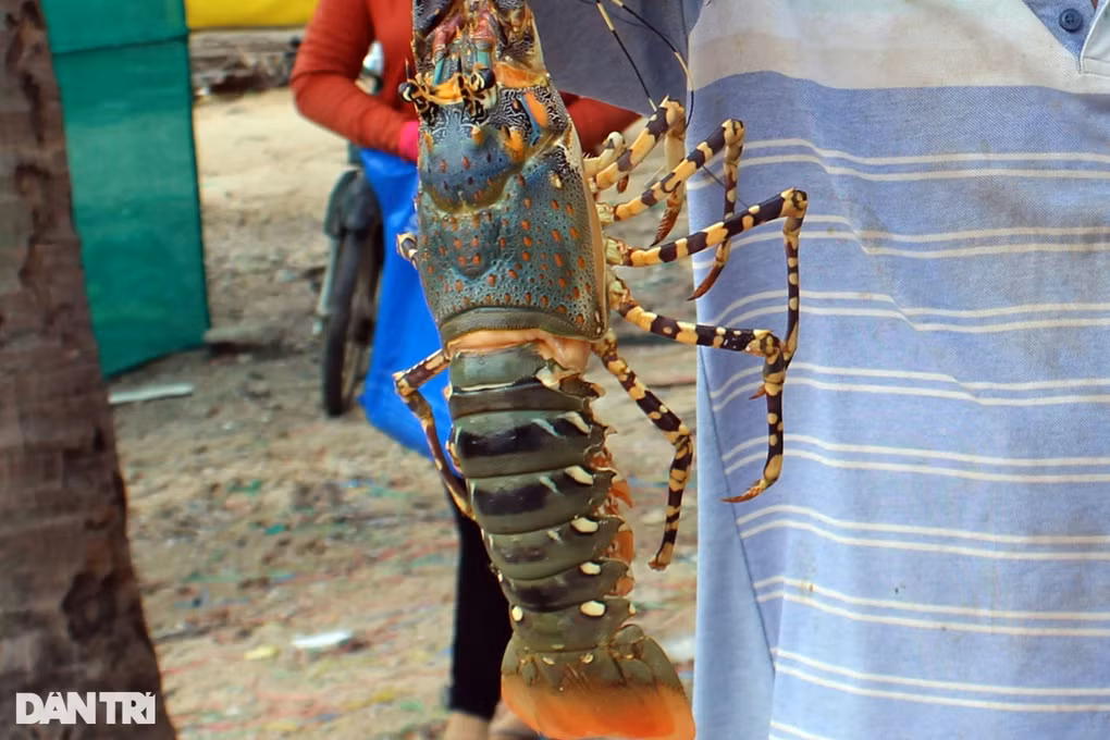 Bat ngo voi so tom hum Viet Nam xuat sang Trung Quoc