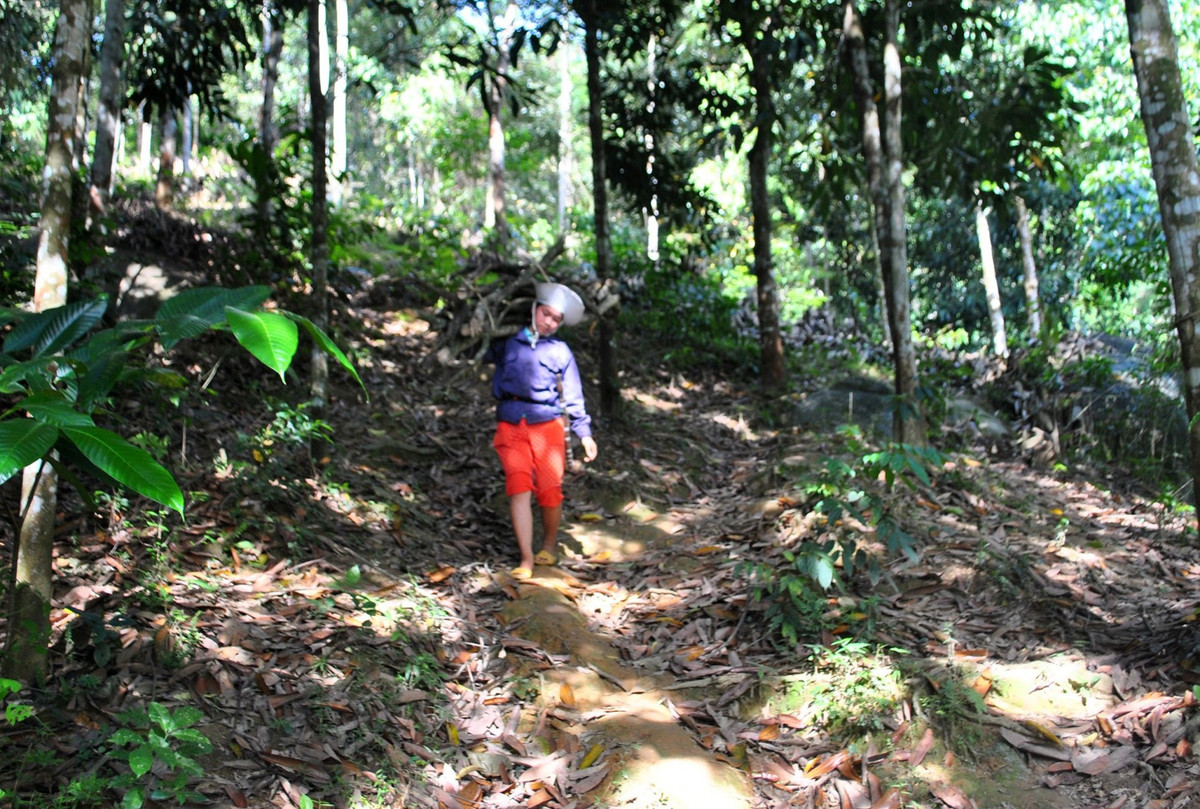 Khát vọng đổi đời cùng cây “đặc sản” trên đất Quế Phong - Hình 3 Khat vong doi doi cung cay “dac san” tren dat Que Phong-Hinh-3