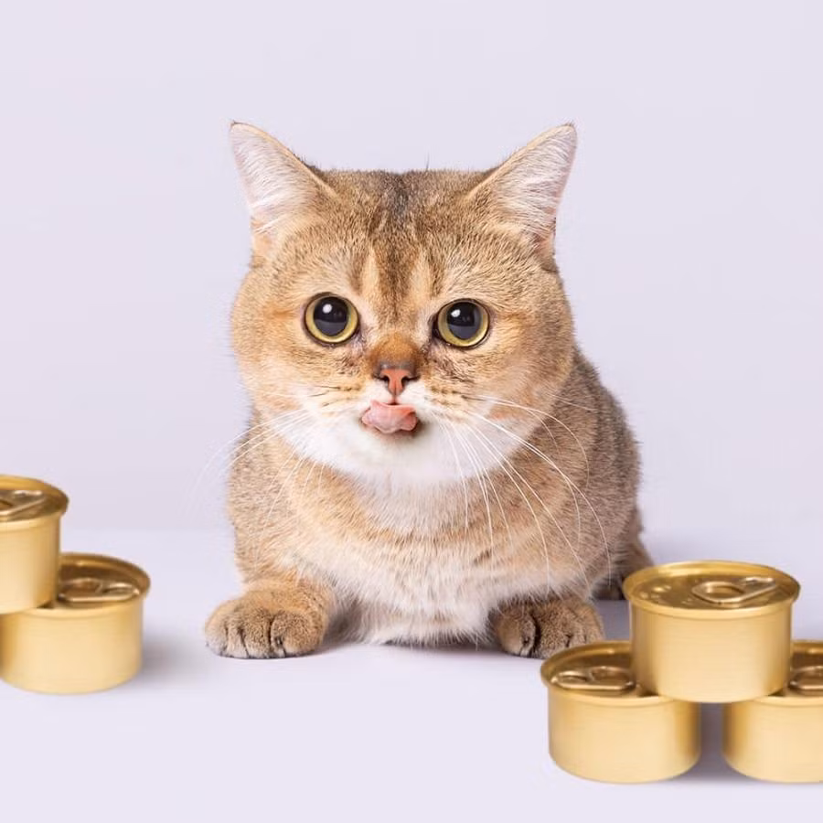 Salonpas có dáng người mập tròn, chân ngắn, rất thích đứng trên hai chân để "xin ăn".