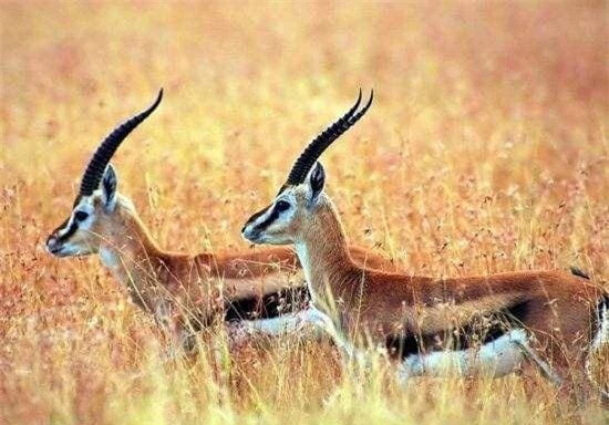 Sinh vat bi an nao tren trai dat ma con nguoi chua tung tiep xuc?