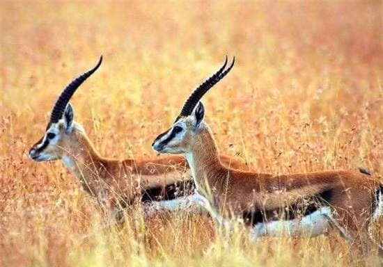 Sinh vat bi an nao tren trai dat ma con nguoi chua tung tiep xuc?