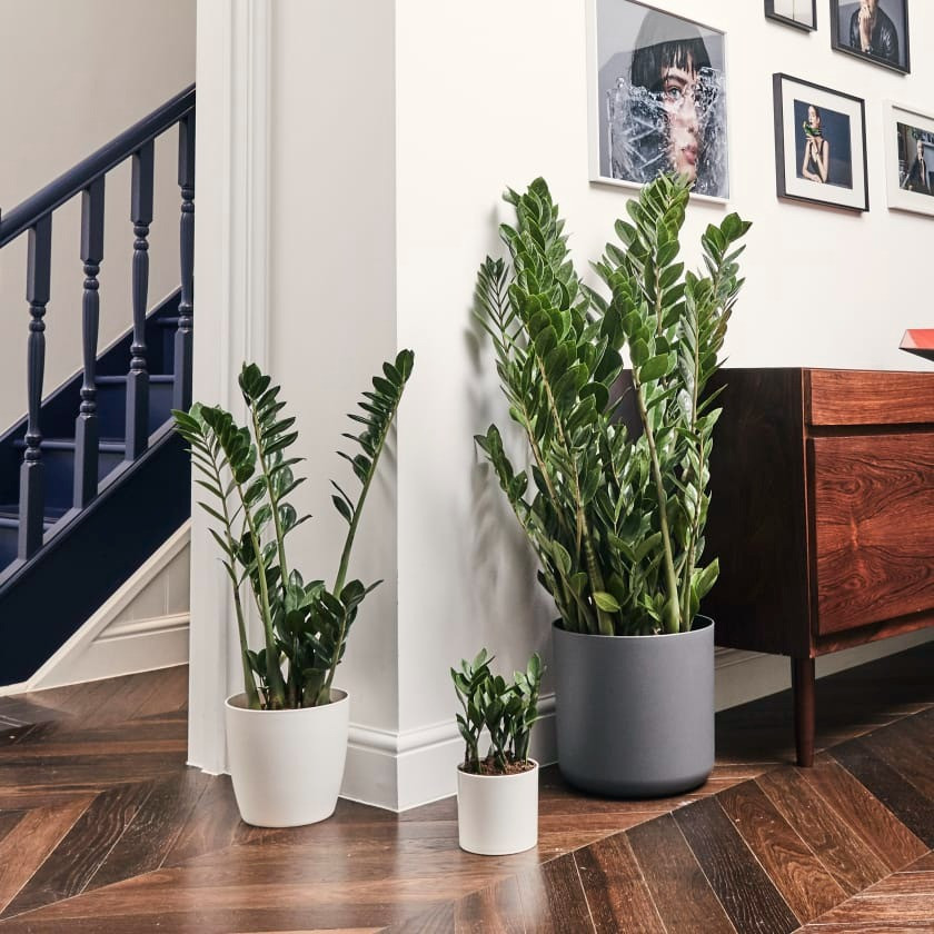 "Trong nhà có 3 cây cảnh, phú quý, phúc lộc theo về" ảnh 6