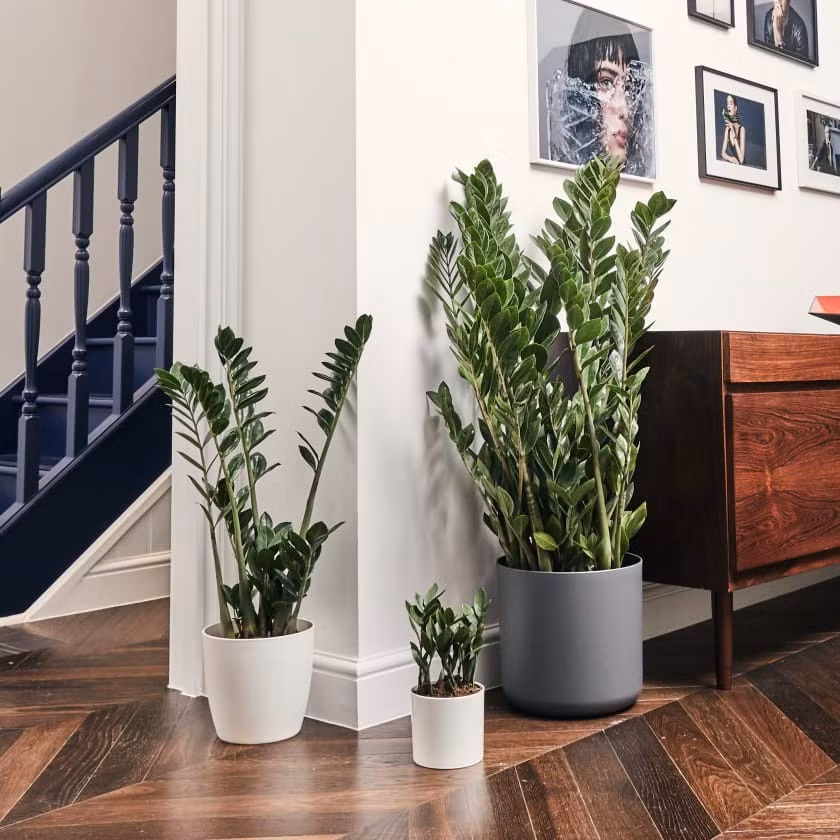 "Trong nhà có 3 cây cảnh, phú quý, phúc lộc theo về" ảnh 6