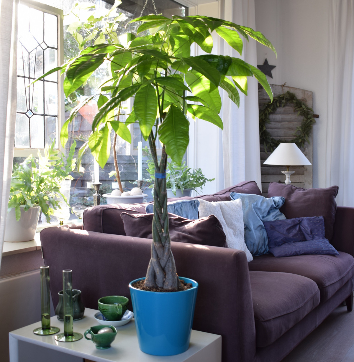 "Trong nhà có 3 cây cảnh, phú quý, phúc lộc theo về" ảnh 4