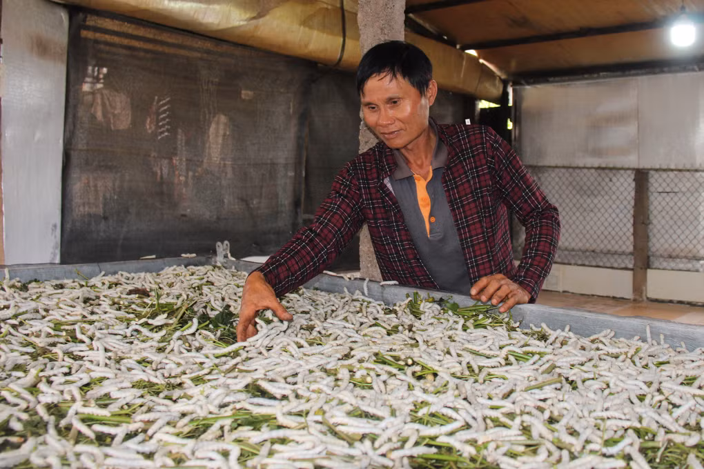 Trong dau, nuoi tam tren cao nguyen, thu 1 ty dong/nam