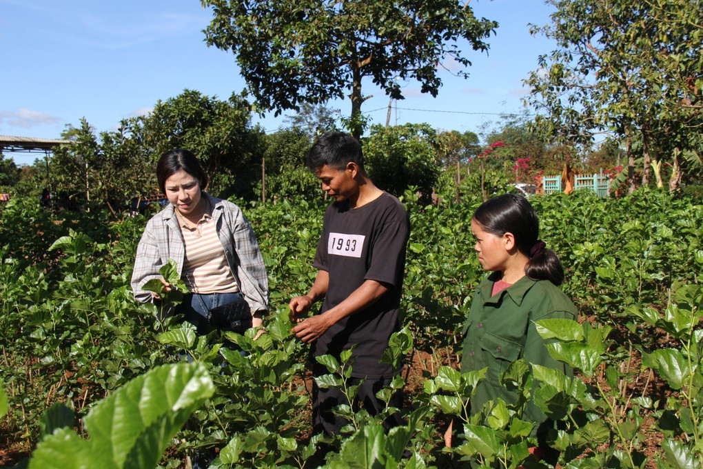 Trong dau, nuoi tam tren cao nguyen, thu 1 ty dong/nam-Hinh-5