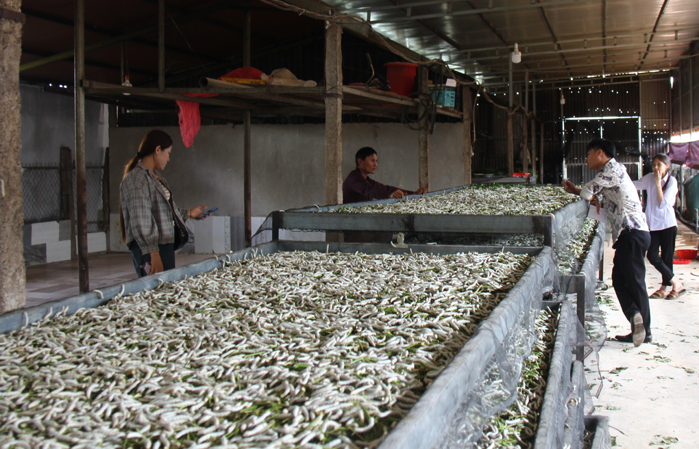 Trong dau, nuoi tam tren cao nguyen, thu 1 ty dong/nam-Hinh-2