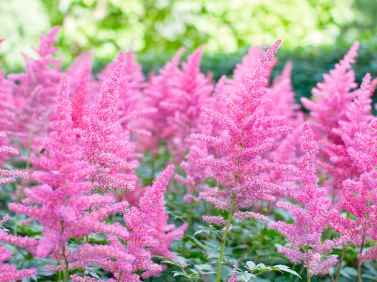 Nhìn xa, những bông hoa hạnh phúc lẫn vào nhau, tạo nên một thảm sương màu hồng, đỏ, trắng hoặc tím, đẹp như tiên cảnh. Hầu như cây cảnh này không có sâu bệnh và chi phí bảo trì rất thấp, chúng có thể thắp sáng khu vườn bóng mát hoặc làm dịu đi một điểm nắng. 