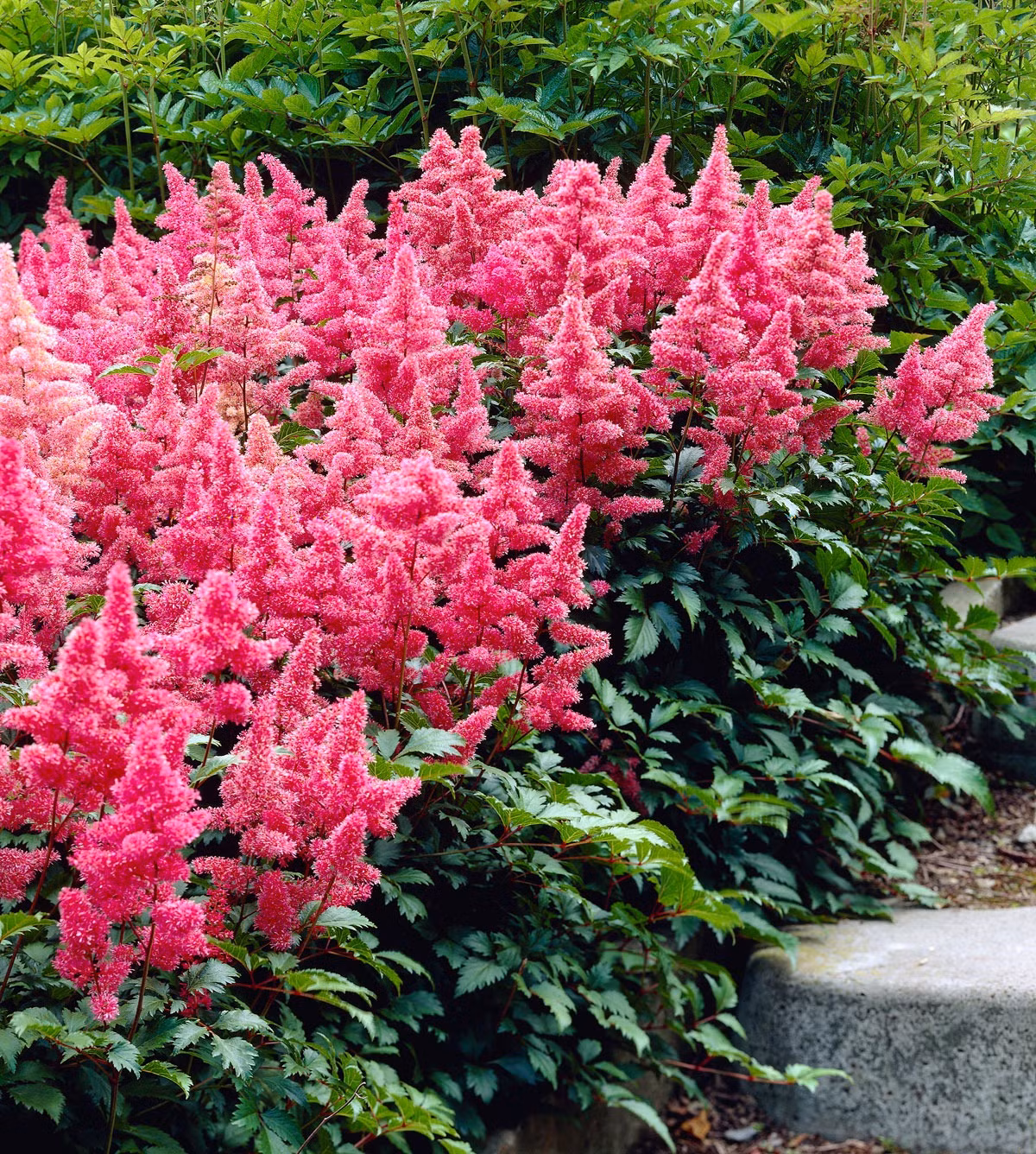 Thời gian ra hoa của Astilbe cũng khá dài. Nó bắt đầu nở hoa vào tháng 5 hàng năm, ở vùng nóng có thể ra hoa sớm hơn và có thể kéo dài đến tháng 10. 