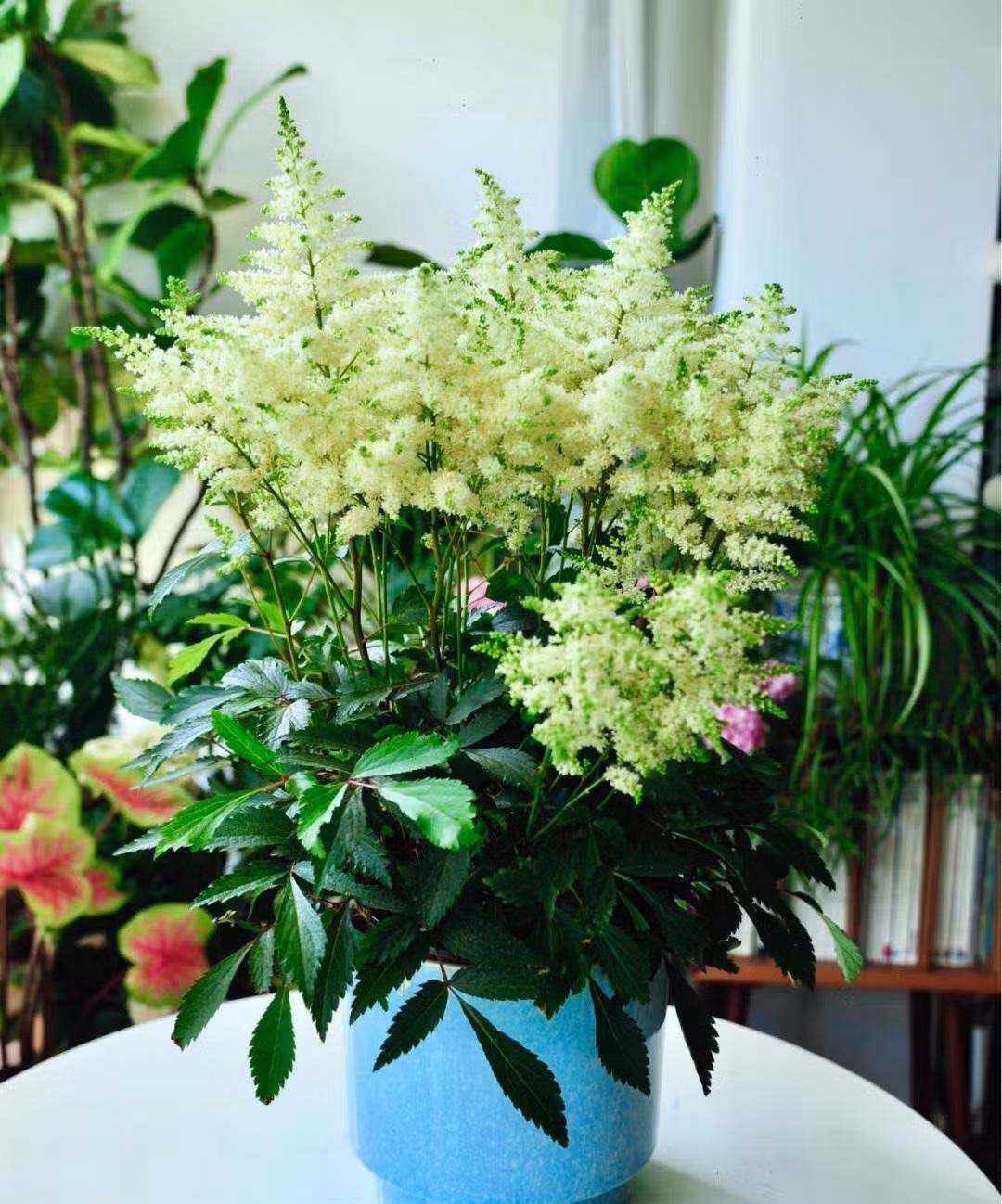  Đặc biệt, trong các buổi lễ cưới, hoa Astilbe thường được sử dụng để tạo nên một không gian lãng mạn và ngọt ngào. Các cô dâu cầm hoa hạnh phúc trên tay trong ngày trọng đại của đời mình giống như mang theo lời chúc phúc có được cuộc hôn nhân hạnh phúc, viêm mãn. 