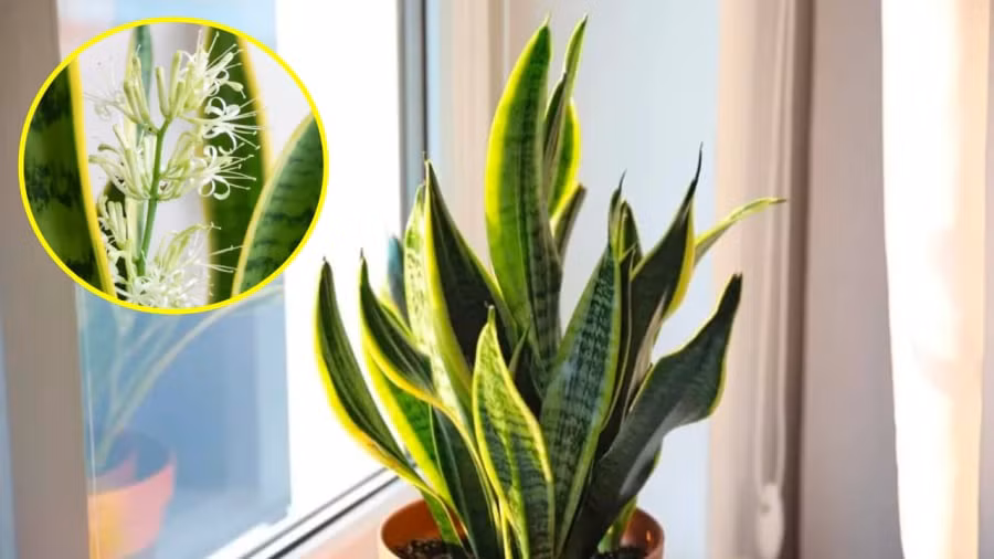 5 loai cay cuc hiem ra hoa, hoa no la loc roi vao nha