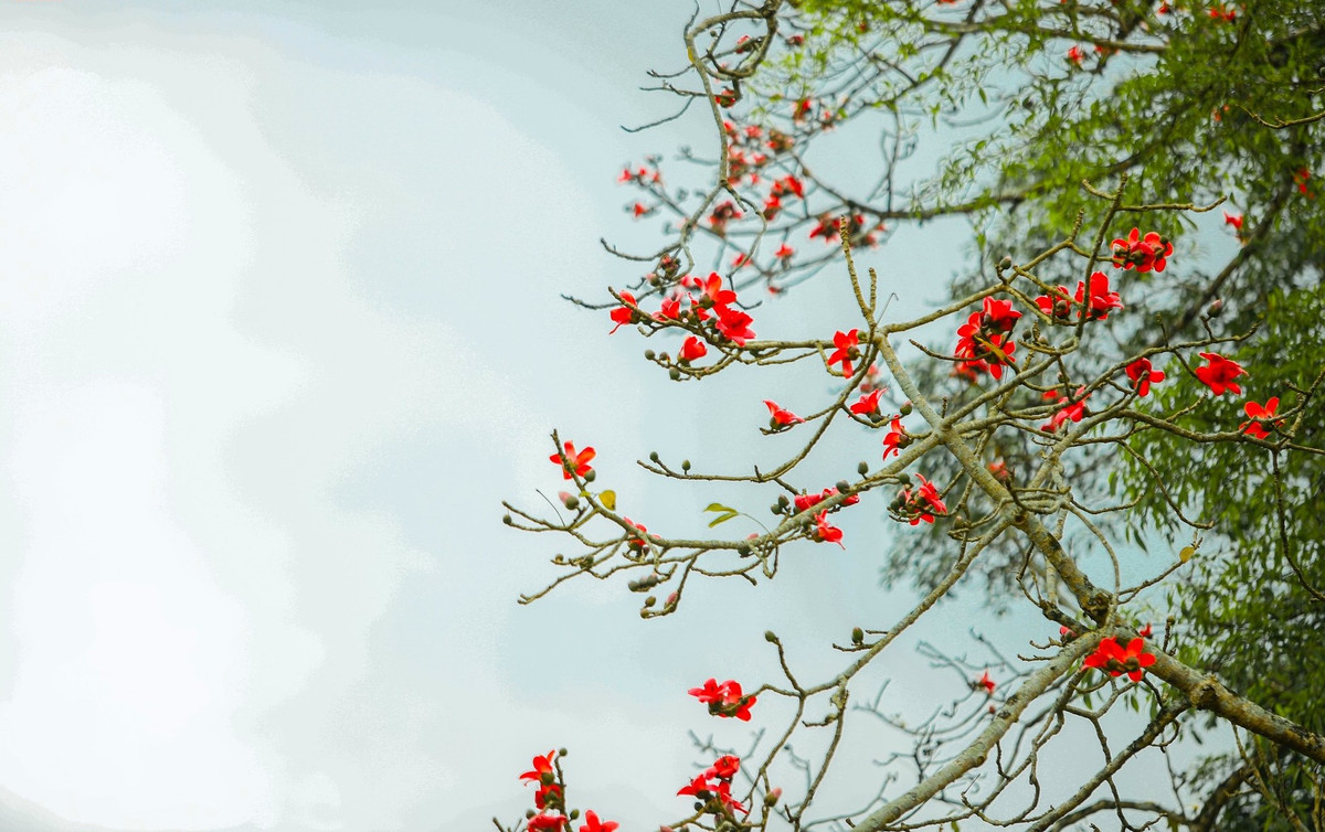 Khi hoa gạo nở cũng là thời điểm báo hiệu mùa xuân đã qua đi, mùa hạ đang đến gần. (Ảnh: Rạng Đông)