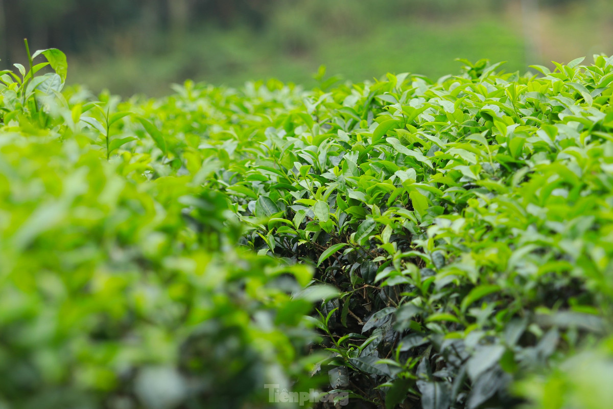 Những luống chè được trồng theo vòm trúc, soi bóng xuống mặt hồ rộng lớn tạo nên một khung cảnh yên bình, thơ mộng. Tại “thiên đường sống ảo” này, du khách có thể tận hưởng cảm giác thoải mái và ghi lại những khoảnh khắc khó quên.