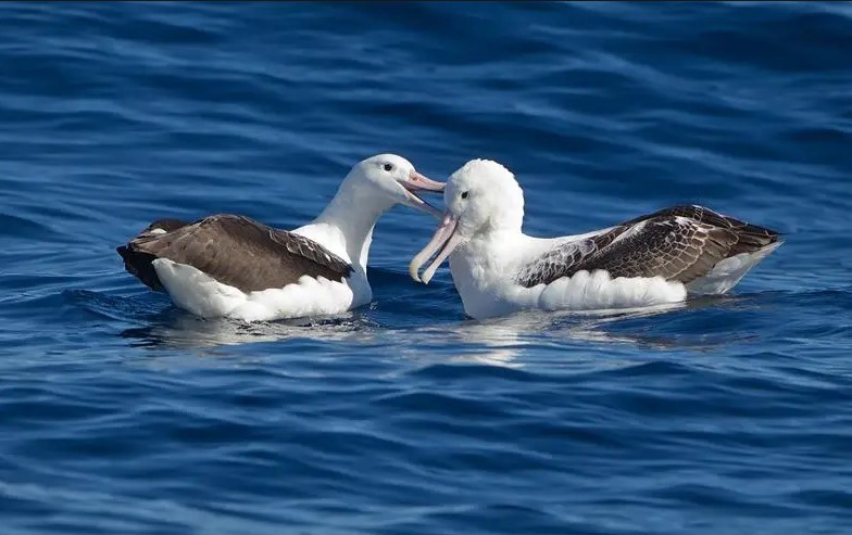 Cuối tháng 10 hàng năm là thời điểm chim hải âu ồ ạt về tổ. Một con hải âu đã bay trên đại dương suốt một năm có thể tìm thấy chính xác quê hương của nó. Theo đó, hải âu đơn lẻ trở về tổ và bắt đầu tìm kiếm bạn tình, trong khi hải âu đã kết hôn kiên nhẫn chờ đợi sự trở lại của bạn tình.