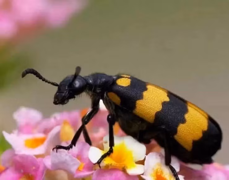 Loai bo hoi rinh, be mot mau, vo duoc “hot bac” 3,5 trieu/kg-Hinh-2