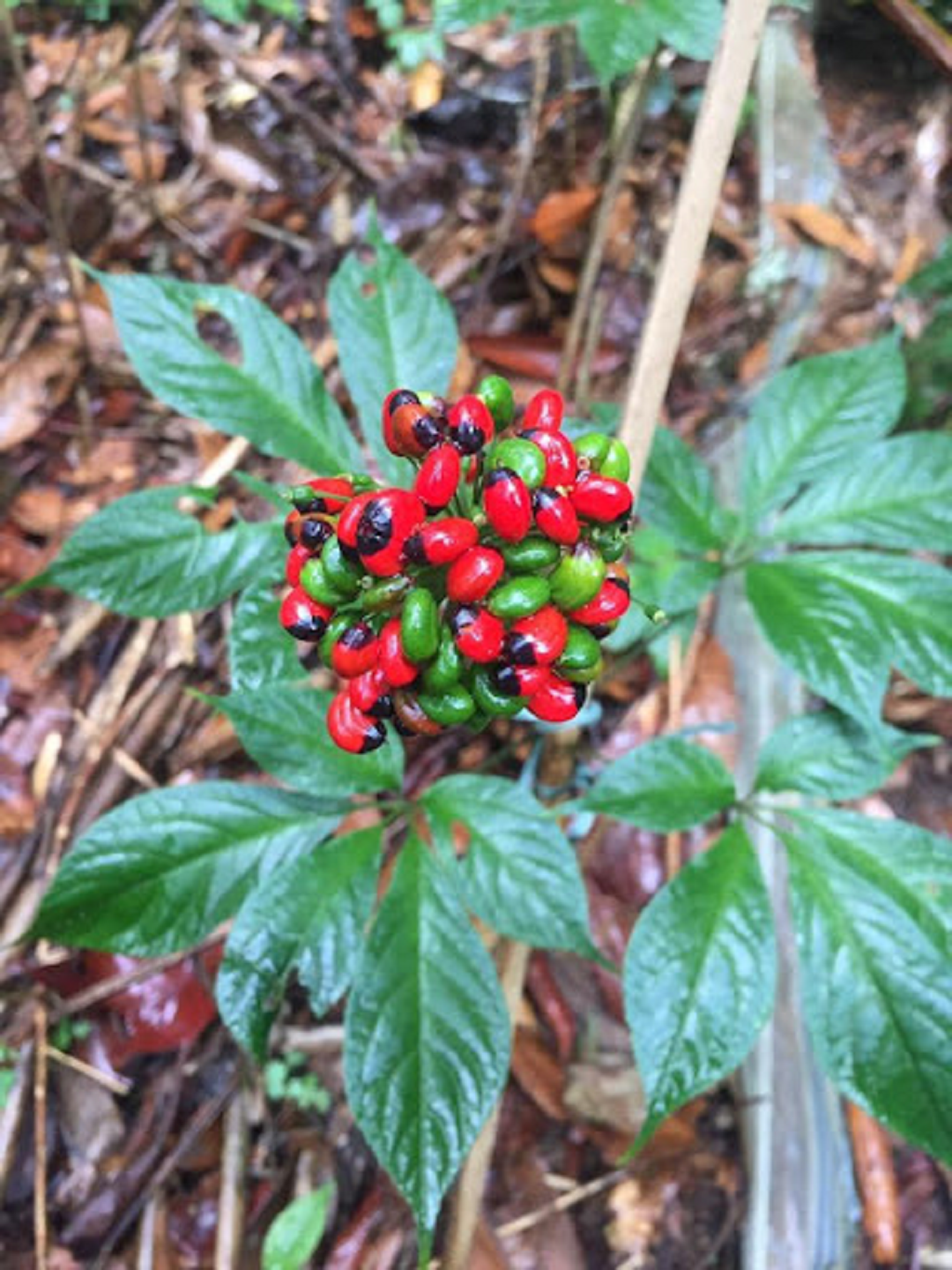 Loại hạt đắt nhất Việt Nam, "bé xíu" mà giá 240 triệu đồng/kg - Hình 2 Loai hat dat nhat Viet Nam,