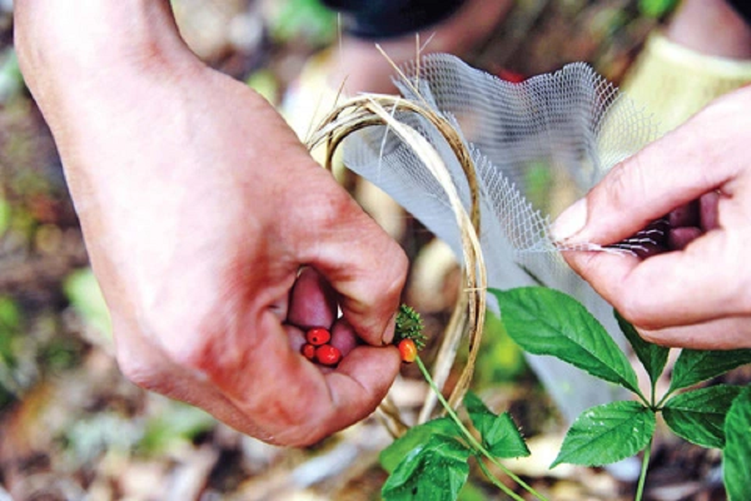 Loại hạt đắt nhất Việt Nam, "bé xíu" mà giá 240 triệu đồng/kg - Hình 3 Loai hat dat nhat Viet Nam,