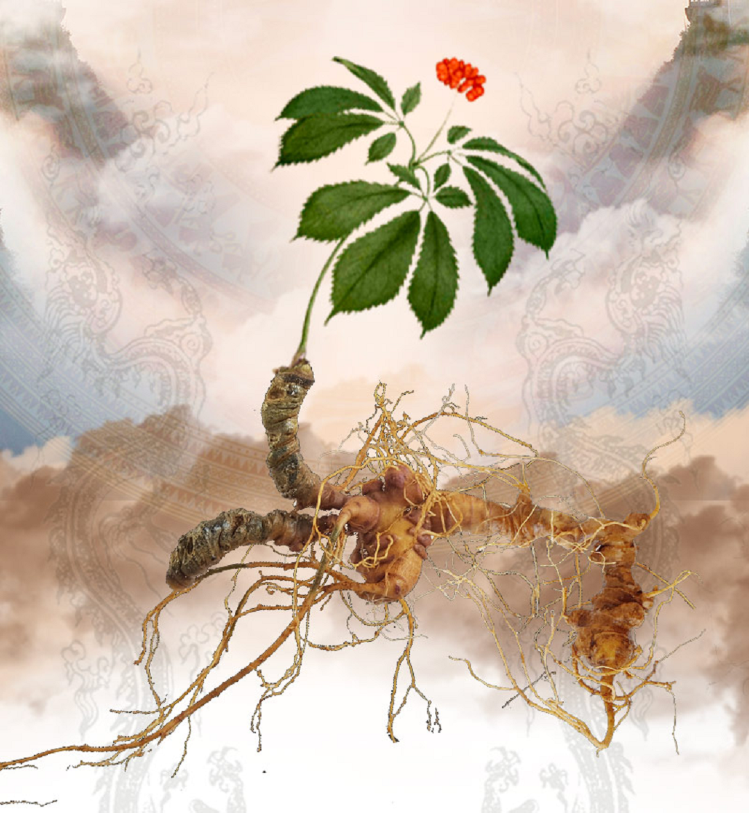 Loại hạt đắt nhất Việt Nam, "bé xíu" mà giá 240 triệu đồng/kg Loai hat dat nhat Viet Nam,