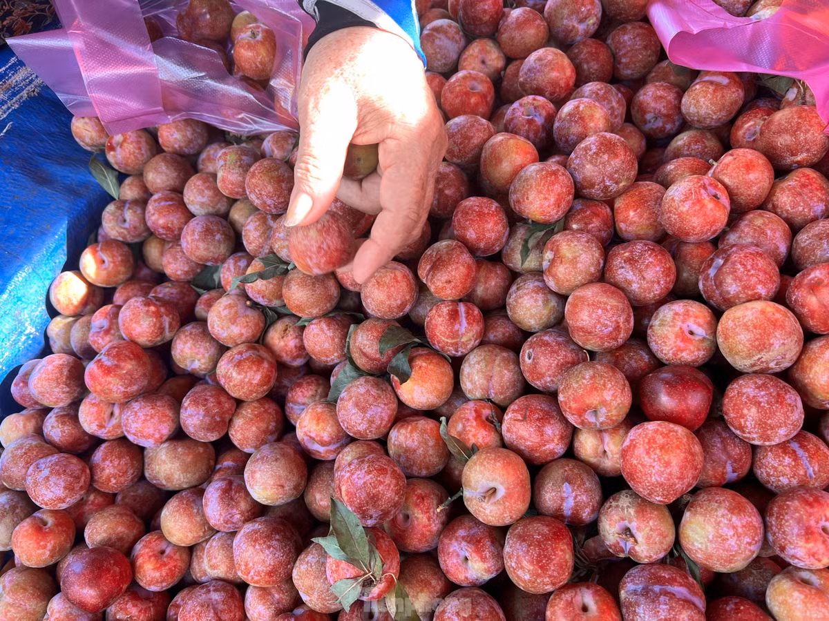 Người mua được lựa chọn thoải mái. Muốn ngọt thì chọn quả đỏ mọng, mềm; muốn giòn thì chọn quả cứng, màu hơi hồng. "Đây đều là mận được trồng tại Sơn La, quả được hái và vận chuyển về thành phố trong ngày, cuống tươi, vỏ còn phấn chứ không phải mận Trung Quốc nên khách yên tâm" - bà Tâm bán trái cây tại chợ Thị Nghè (quận Bình Thạnh) cho biết.