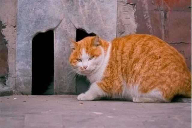 Ngo Thua An khong cho loai nay lam yeu quai trong Tay Du Ky-Hinh-5