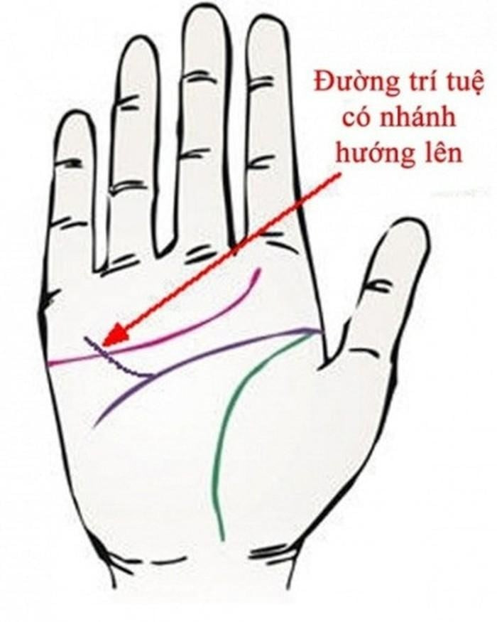  5. Đường trí tuệ có nhánh hướng lên Nếu gốc của đường trí tuệ có nhánh hướng lên, điều này chứng tỏ bạn là người vô cùng thông minh, nhạy bén, thức thời. Những người này thường có khả năng dự đoán xu hướng phát triển của thị trường kinh tế hoặc luôn đua ra được những chiến lược đầu tư đúng đắn.