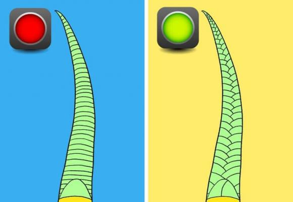 Cach nhan biet loai ran chua noc doc-Hinh-6