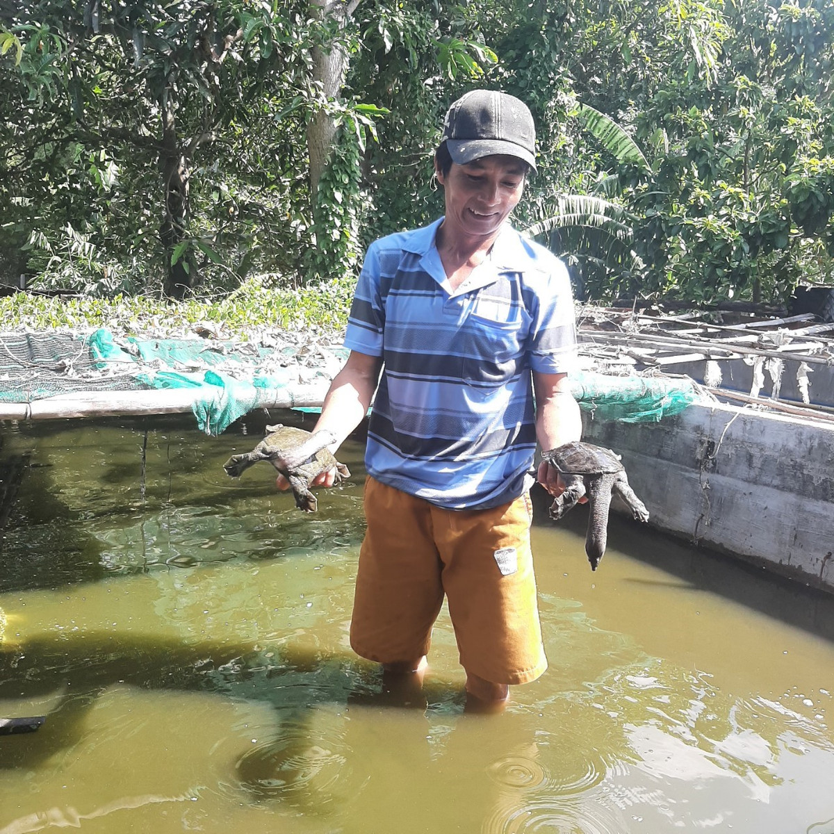 Nuoi ba ba trong be xi mang, mot nong dan Phu Yen kiem bon tien